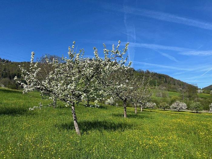 Im Obstgarten im Sölacker