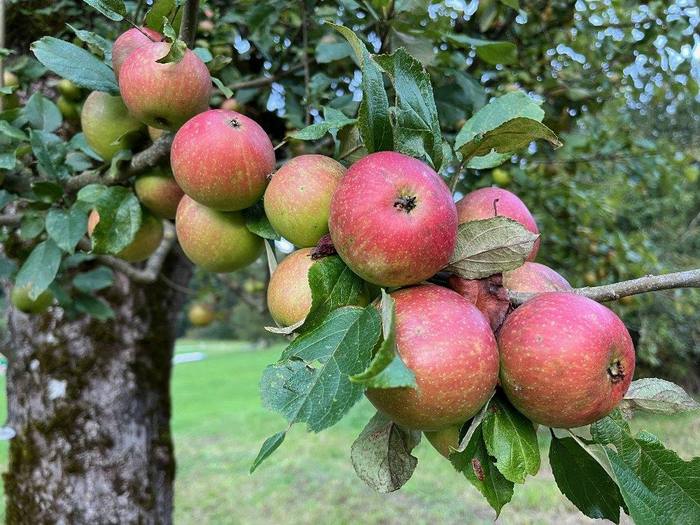Obstgarten im Jahreslauf