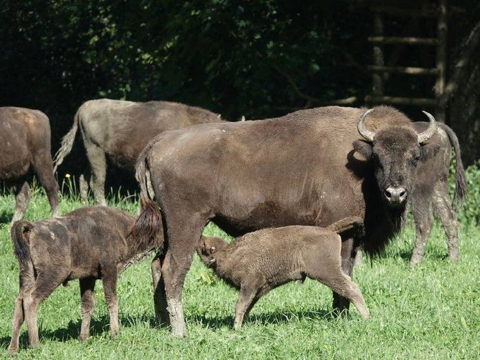 Wisent-Exkursion in Welschenrohr